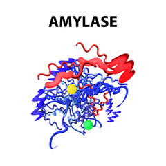 6748588 Amylase is a molecular chemical formula. Enzyme of the pancreas. Infographics. Vector illustration on isolated background