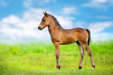 Bay colt walk on spring green meadow against blue sky with clouds