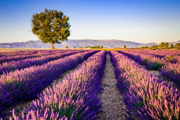 Naklejka na ściany i meble Valensole lavender in Provence, France