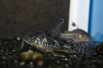 Fish Corydoras paleatus catfish swiming in freshwater aquarium 