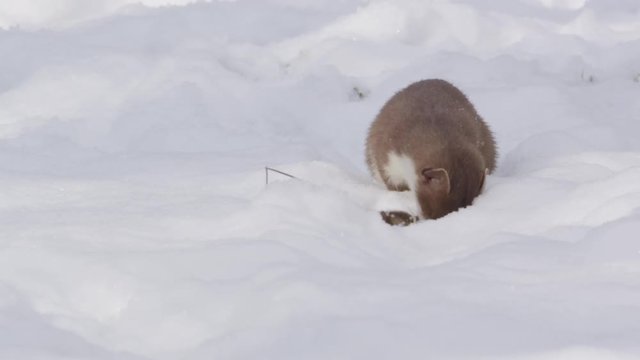 Stoat in the snow