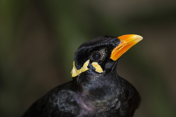 Looking up Common Hill Myna (Gracula religiosa intermedia), an intelligent talking Beo bird.