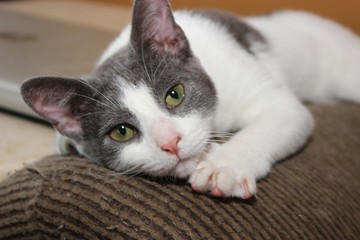 PRETTY GRAY & WHITE KITTEN