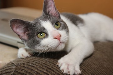 PRETTY GRAY & WHITE KITTEN