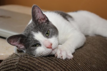 PRETTY GRAY & WHITE KITTEN
