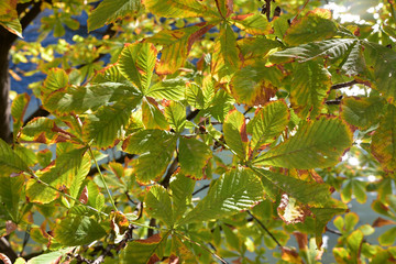 Feuilles de marronier en automne