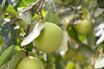 Quince. Fresh organic quince on a tree
