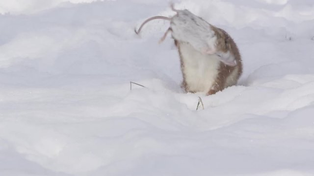Stoat in the snow