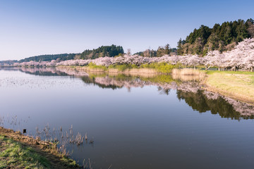 Fototapeta na wymiar 水鏡の宮城平筒沼の満開の桜