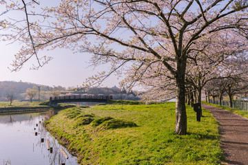 宮城平筒沼の満開の桜