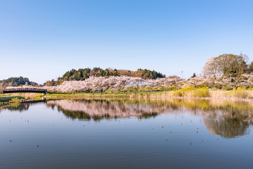 水鏡の宮城平筒沼の満開の桜