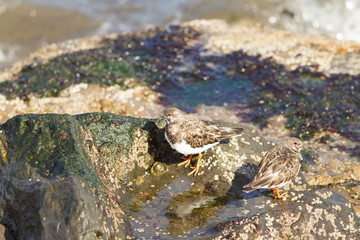 Ruddy turnstorne (Arenaria interpres) foraging at low tide on coastal area,
