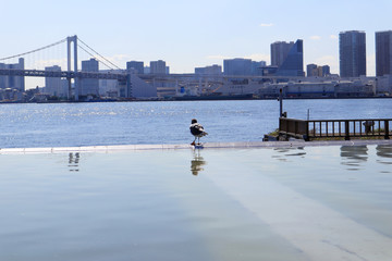 Viewing Rainbow Bridge and Tokyo Bay, with Seagulls