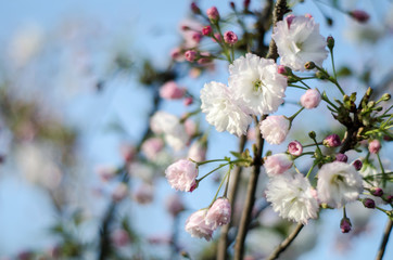 The flowers are delicate, pink and white cherry blossom, blooming in spring.