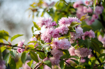 The flowers are delicate, pink and white cherry blossom, blooming in spring.