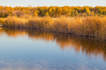 Fototapeta na wymiar Autumn lakeside with forest and reeds under a blue sky. On the shore of the pond in the autumn sunny day. Golden reeds reflect on the surface of calm water. Beautiful landscape