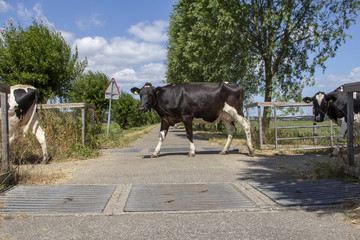 Cows in a row passing cattle grids with trees and clouds in the blue sky background.