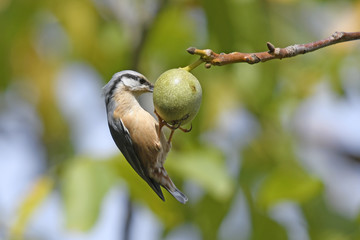 Kleiber (Sitta europaea) in einem Walnussbaum  - Eurasian nuthatch