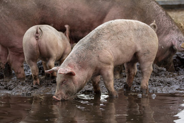  Cute young pig; little swine drinking water in a puddle; in a slough with siblings and mother hog.