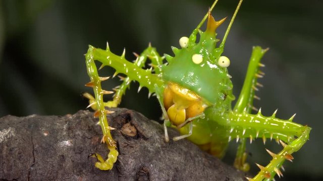 Thorny devil katydid (Panacanthus cuspidatus) drinking moisture from a patch of damp moss in the rainforest understory, Ecuador