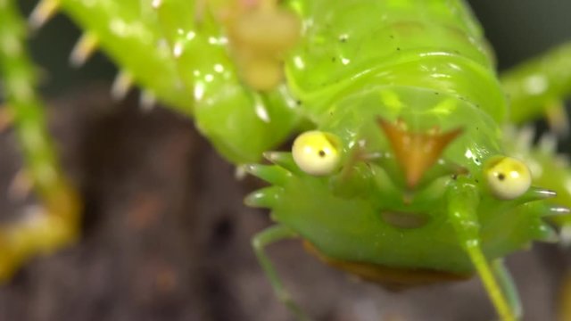 Thorny devil katydid (Panacanthus cuspidatus) drinking moisture from a patch of damp moss in the rainforest understory, Ecuador