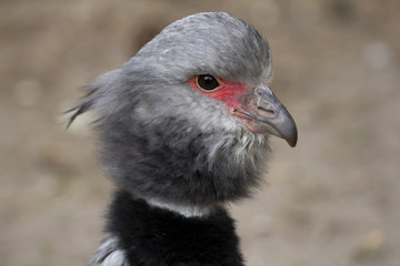 The southern Screamer is a bird of South America.