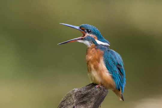 Eisvogel