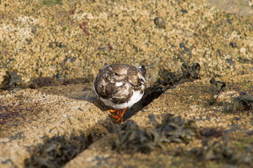 Ruddy turnstorne (Arenaria interpres) foraging at low tide on coastal area,
