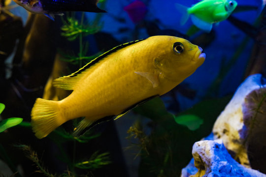 Yellow Labidochromis caeruleus in the aquarium.