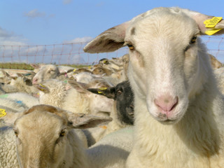 Close up of a nosy sheep in a herd of sheep.
