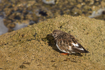 Ruddy turnstorne (Arenaria interpres) foraging at low tide on coastal area,
