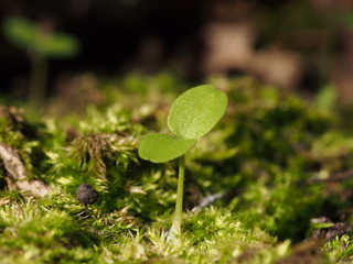 green young sprout on nature background close up