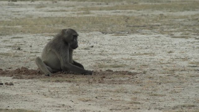 baboon sitting on the ground, foraging and eating