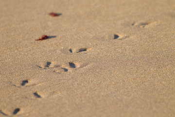 Bird footprints in the san