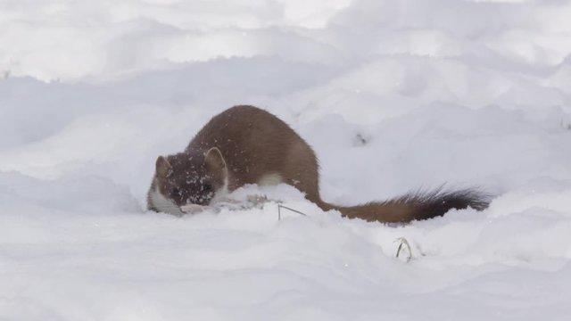 Stoat in the snow