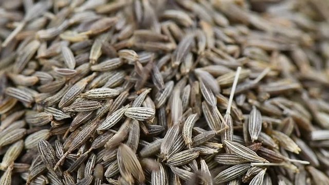 Tiny seed of caraway panning