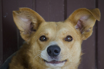 Portrait of a red smiling dog of a funny look. Funny muzzle mongrel dog.