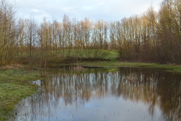 Fototapeta na wymiar reflectie van bomen in een vennetje in een natuurgebied bij de Kruisbergse bossen