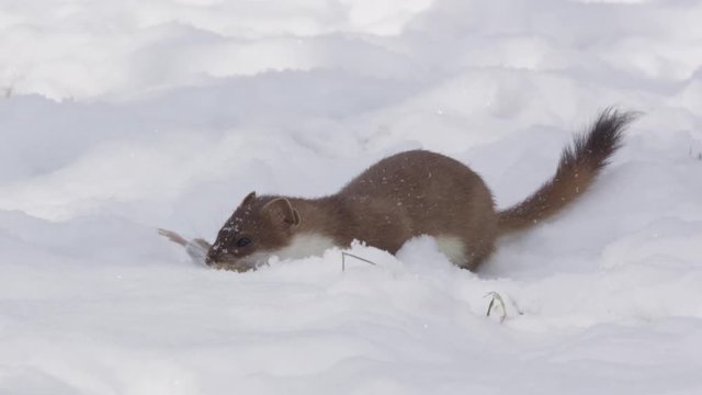 Stoat in the snow