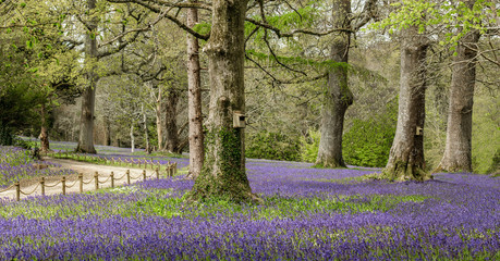 Bluebell Wood, South Cornwall
