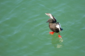 Black guillemot (Cepphus grylle) displaying in water