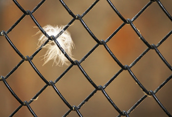 feather on the grid