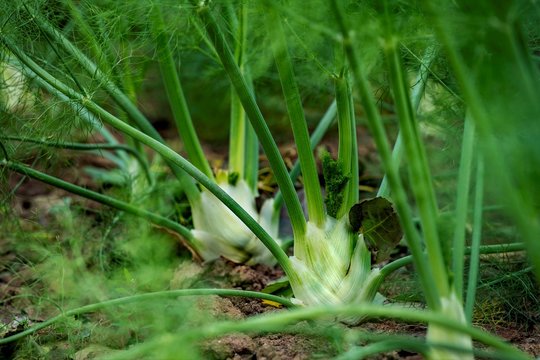 Green fennel grows on a field in a row with blurred background