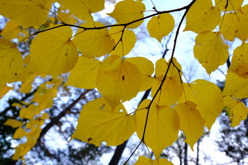 yellow autumn leaves