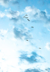 silhouettes of birds in the sky