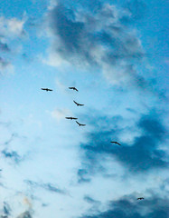 silhouettes of birds in the sky