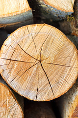 pine log of round shape, close-up