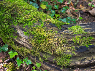 Moss growing on a rotting fallen tree trunk on a woodland floor