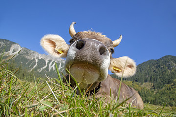Kuh - Allgäu - lustig - Wiese - niedlich - Alpen