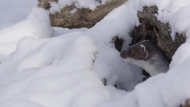 Stoat in the snow